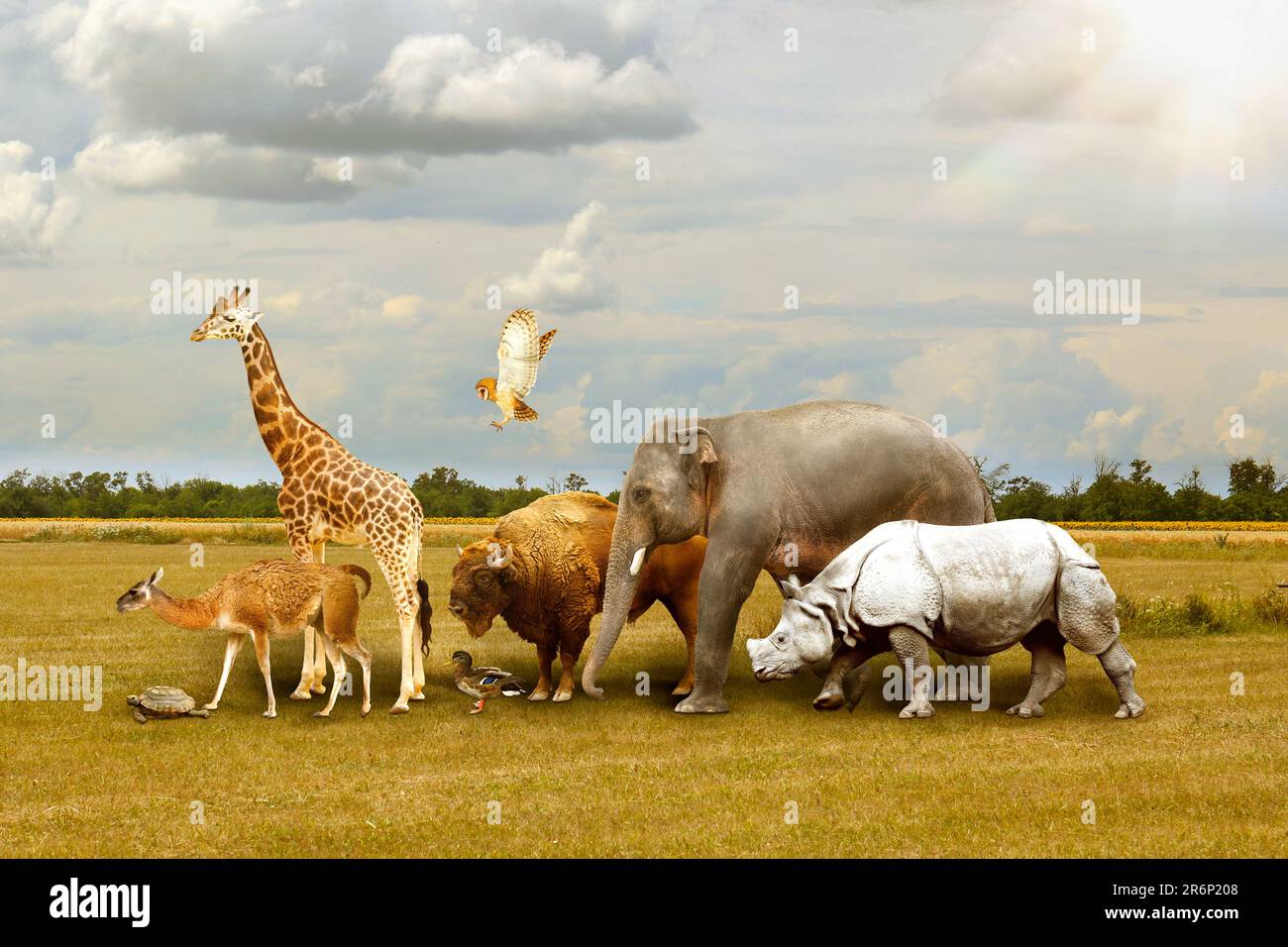 Viele verschiedene Tiere laufen unter bewölktem Himmel Stockfoto