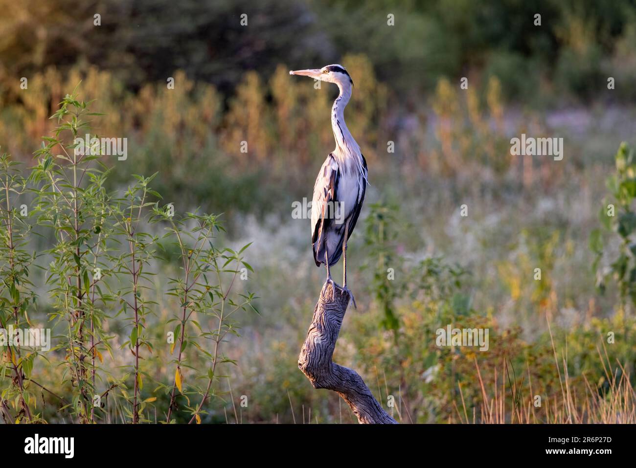 Graureiher (Ardea cinerea) - Bush Camp, Onguma Game Reserve, Namibia, Afrika Stockfoto