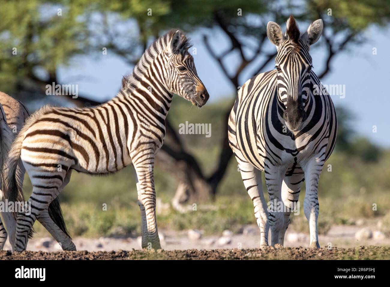 Mutter- und Fohlen-Prärie Zebra (Equus quagga, vormals Equus burchellii) – Onguma Game Reserve, Namibia, Afrika Stockfoto