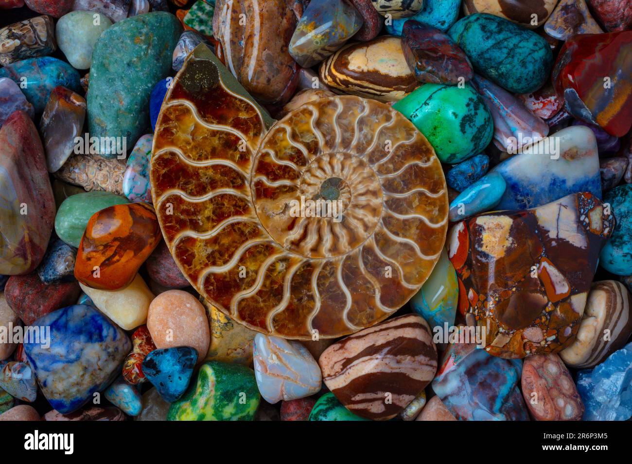 Versteinerte Nautilus-Hülle auf farbigen Steinen Stockfoto
