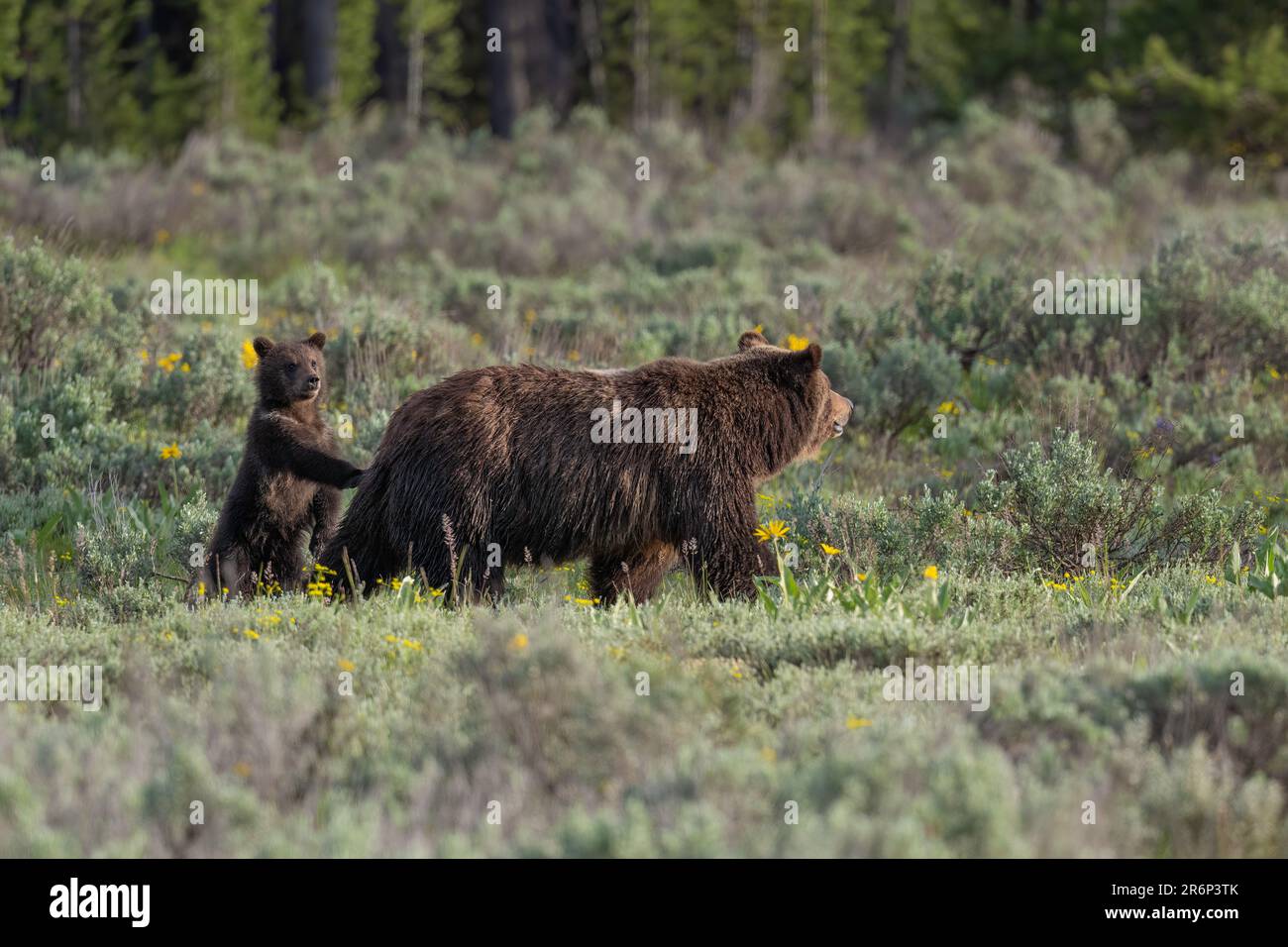 Grizzlybär Nr. 399 mit Frühlingsjunge in 2023 Stockfoto