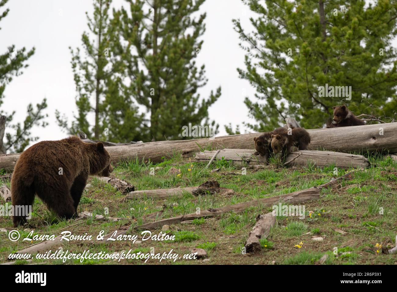 Obsidian Sau (Grizzly #815) mit Drillingen, Yellowstone 2023 Stockfoto
