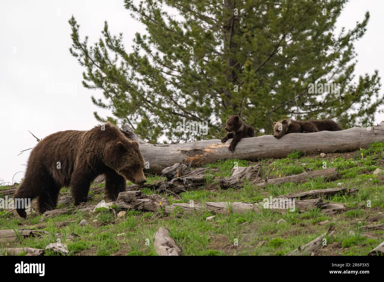 Obsidian Sau (Grizzly #815) mit Drillingen, Yellowstone 2023 Stockfoto