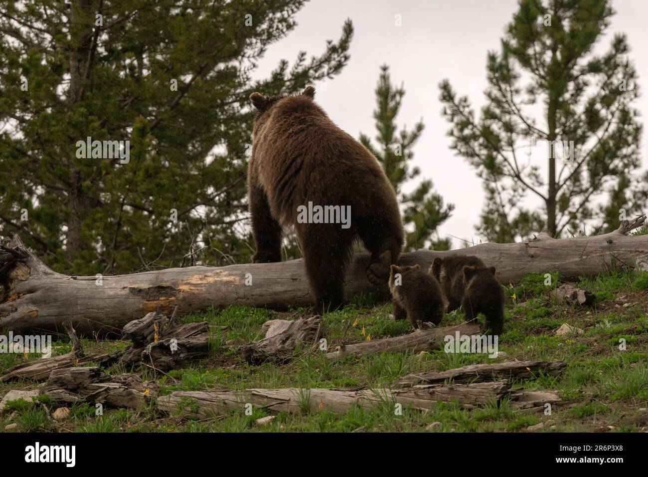 Obsidian Sau (Grizzly #815) mit Drillingen, Yellowstone 2023 Stockfoto