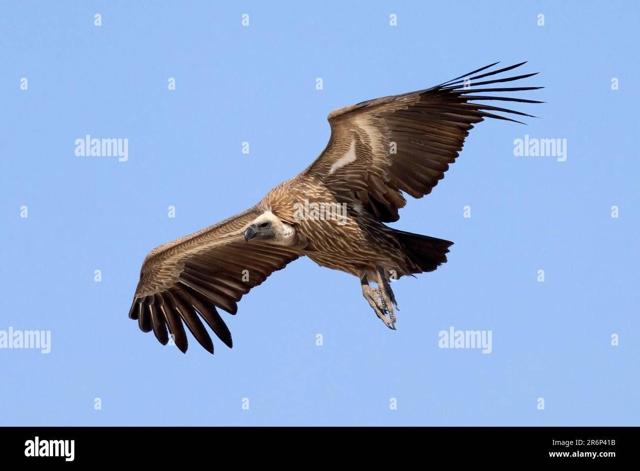 Weißrückengeier (Gyps africanus) im Flug – Onkolo Hide, Onguma Game Reserve, Namibia, Afrika Stockfoto