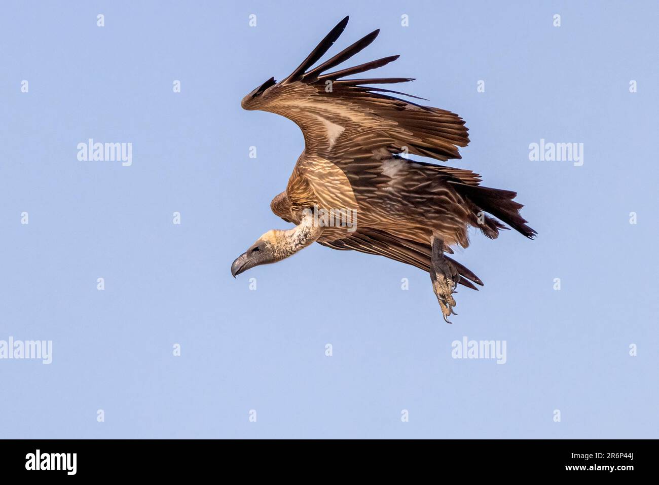 Weißrückengeier (Gyps africanus) im Flug – Onkolo Hide, Onguma Game Reserve, Namibia, Afrika Stockfoto