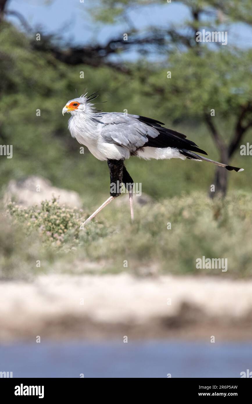 Secretarybird (Sagittarius serpentarius) – Onkolo Hide, Onguma Game Reserve, Namibia, Afrika Stockfoto