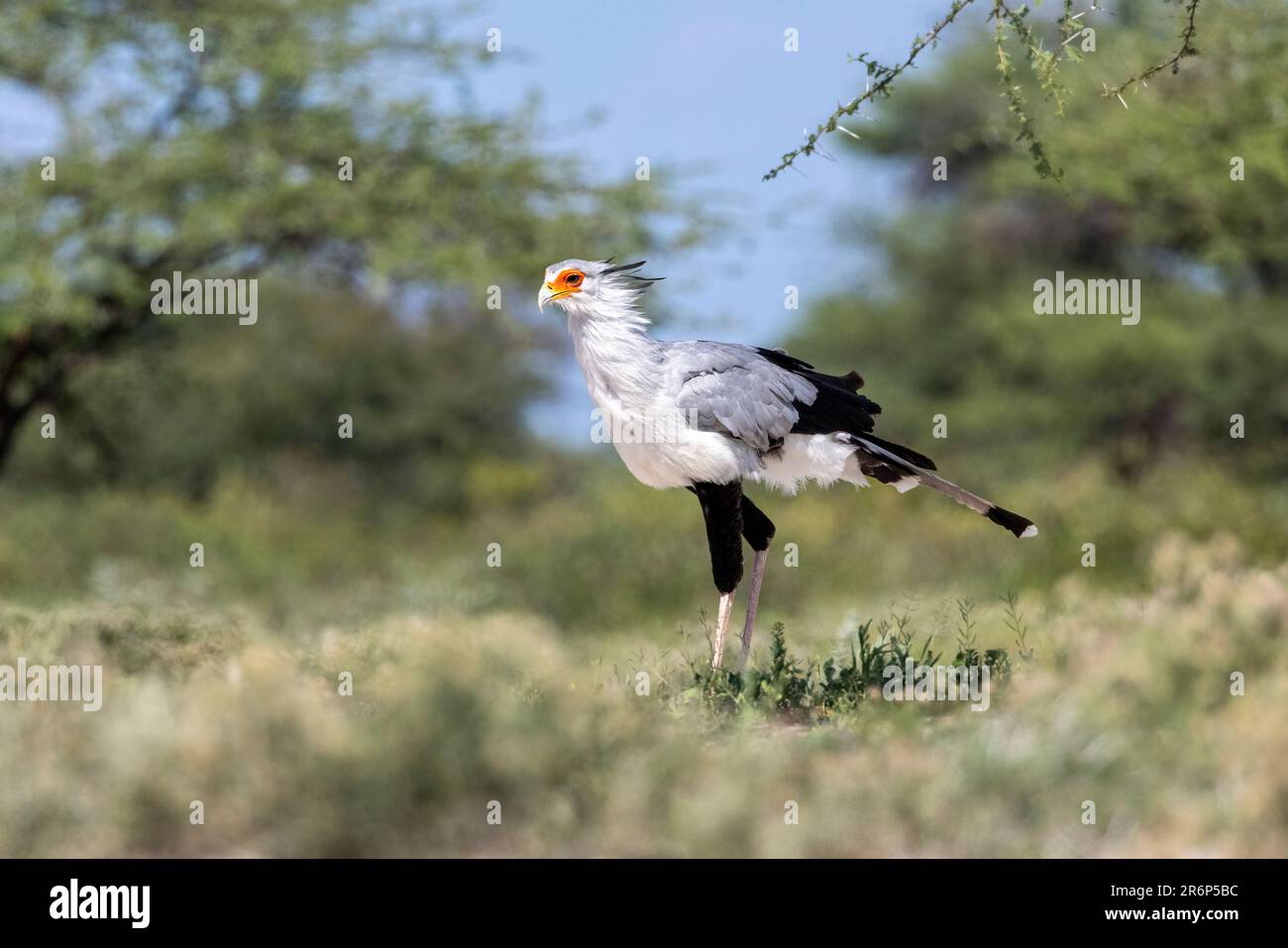 Secretarybird (Sagittarius serpentarius) – Onkolo Hide, Onguma Game Reserve, Namibia, Afrika Stockfoto