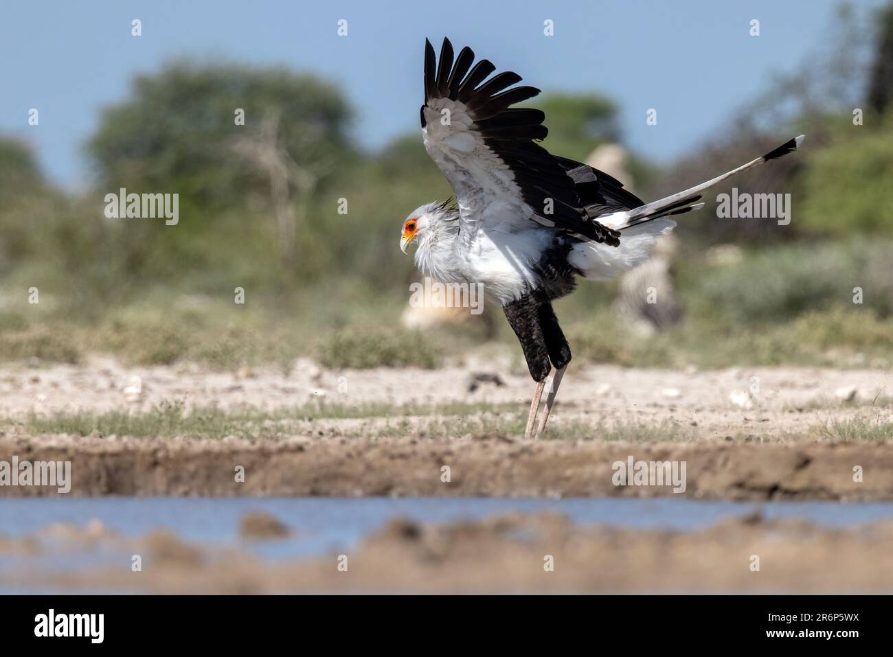 Secretarybird (Sagittarius serpentarius) – Onkolo Hide, Onguma Game Reserve, Namibia, Afrika Stockfoto