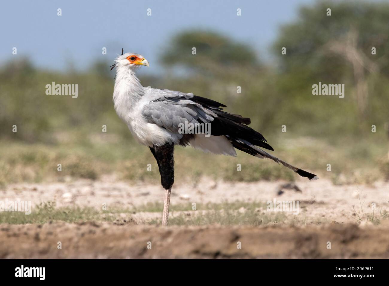 Secretarybird (Sagittarius serpentarius) – Onkolo Hide, Onguma Game Reserve, Namibia, Afrika Stockfoto