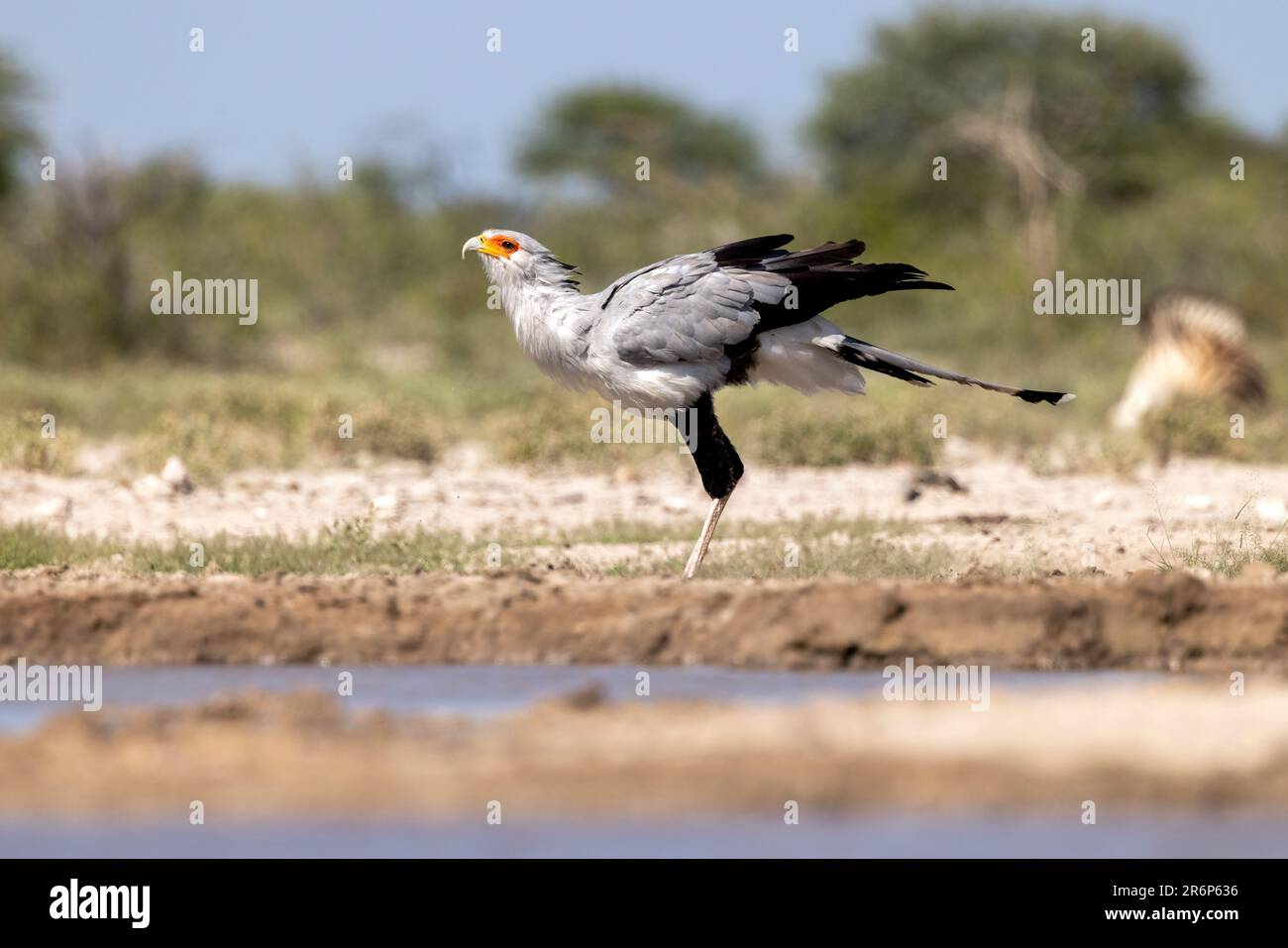 Secretarybird (Sagittarius serpentarius) – Onkolo Hide, Onguma Game Reserve, Namibia, Afrika Stockfoto