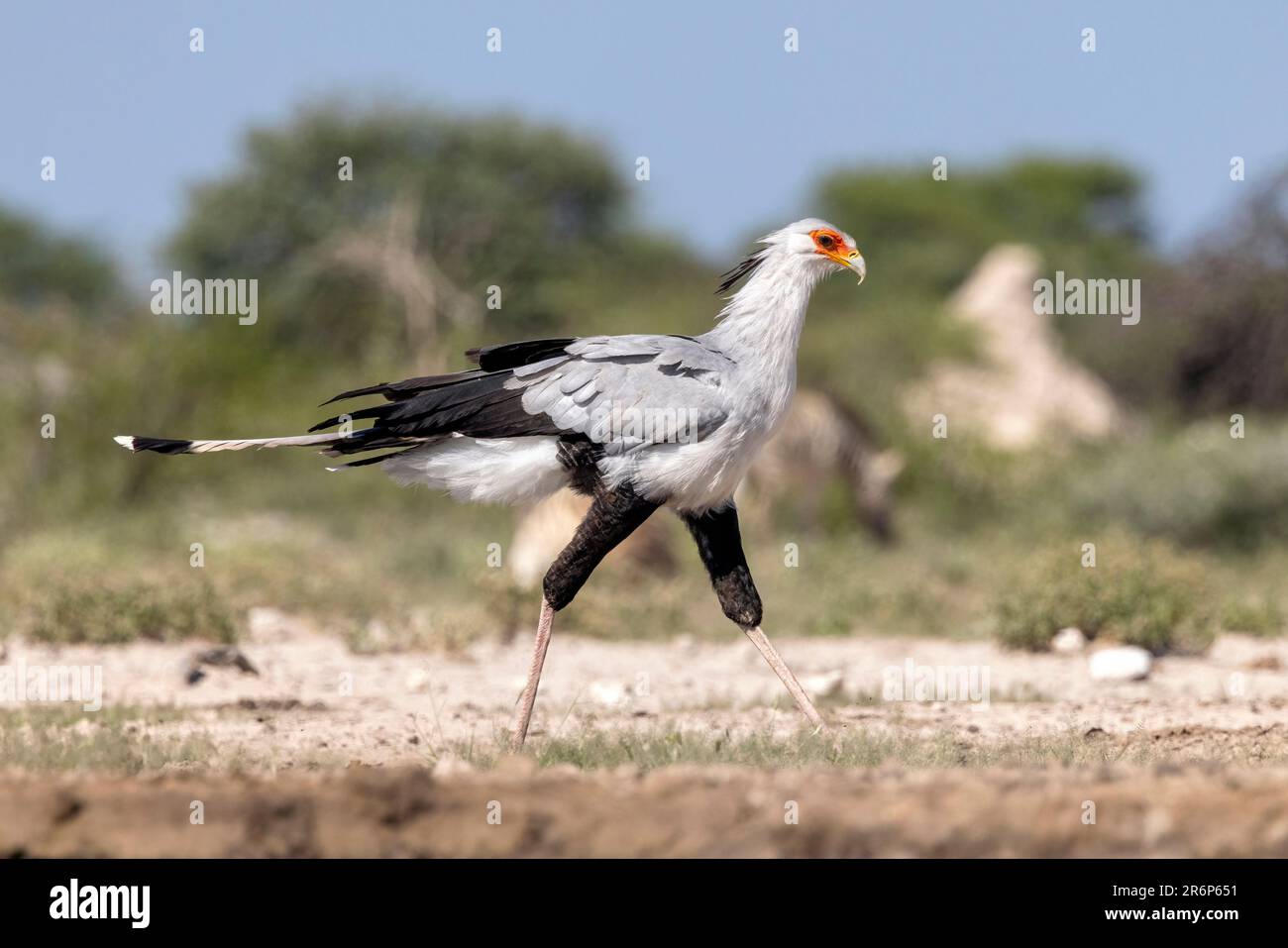 Secretarybird (Sagittarius serpentarius) – Onkolo Hide, Onguma Game Reserve, Namibia, Afrika Stockfoto