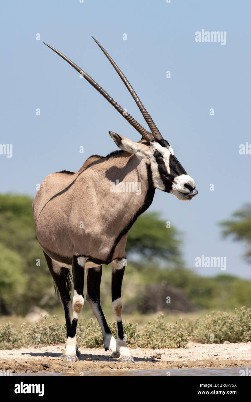 Gemsbok oder Oryx (Oryx Gazella) – Onkolo Hide, Onguma Game Reserve, Namibia, Afrika Stockfoto