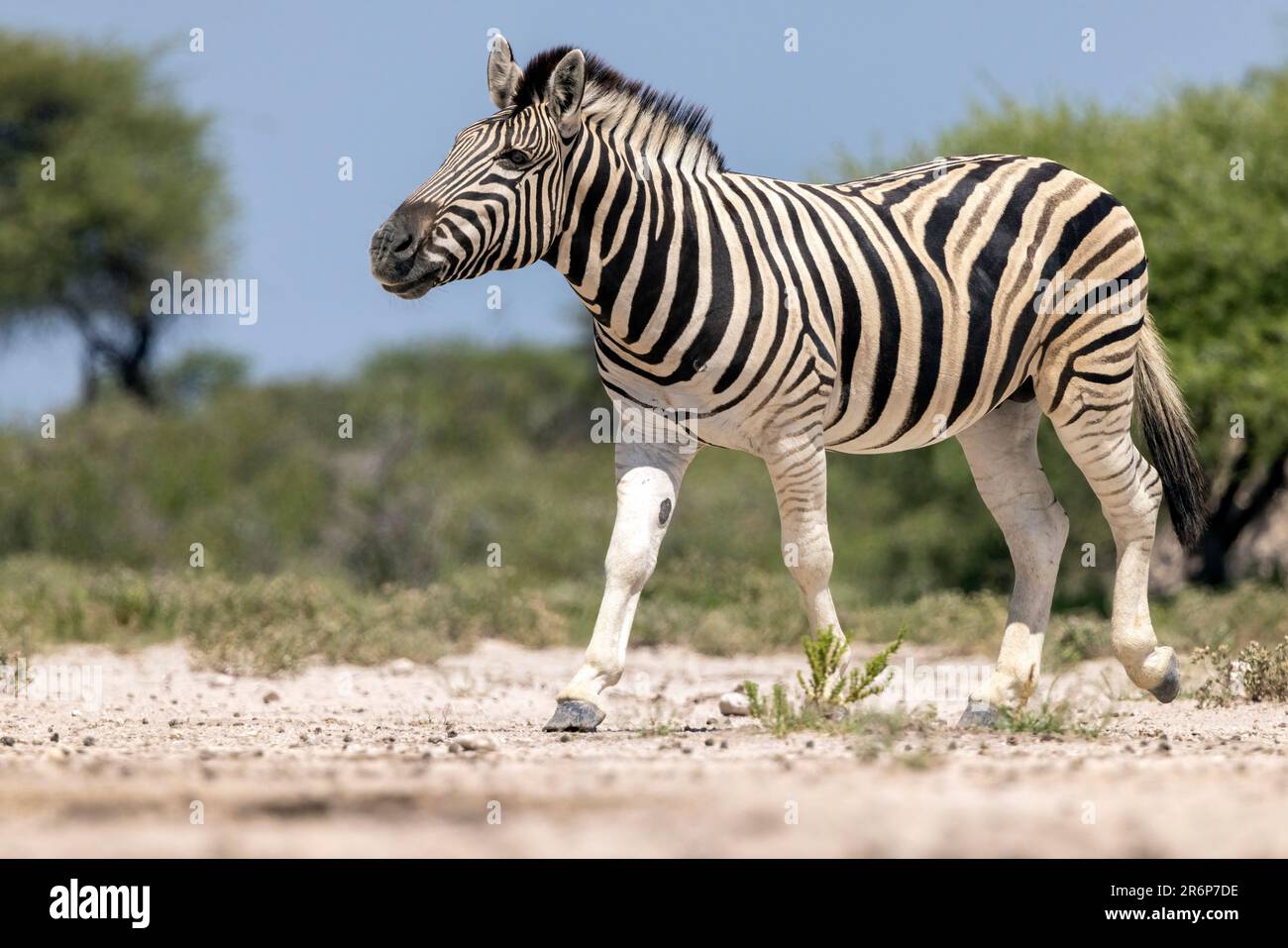 Plains Zebra (Equus quagga, vormals Equus burchellii) -Onguma Game Reserve, Namibia, Afrika Stockfoto