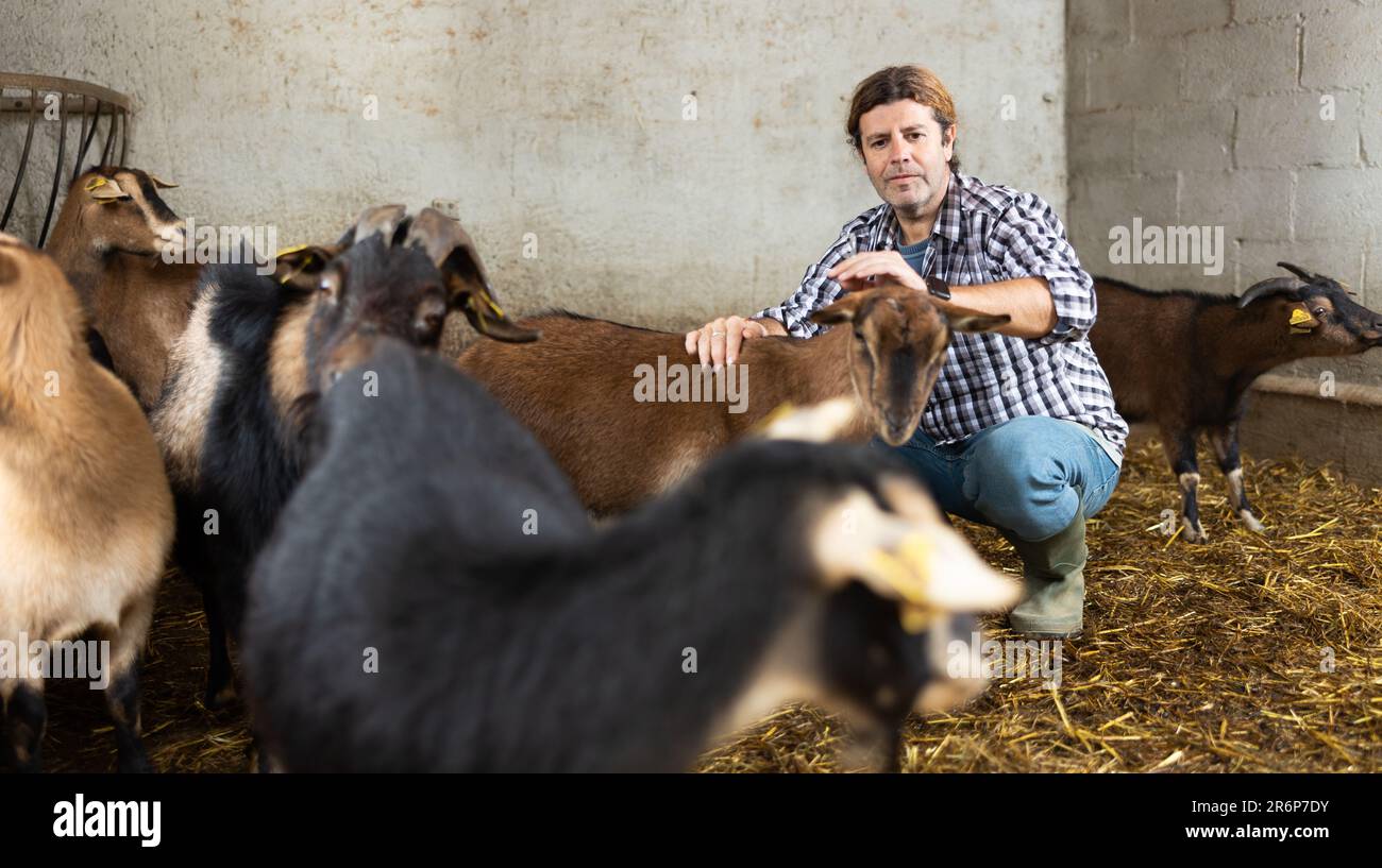 Ein Mann mittleren Alters kniet nieder, um Ziegen zu füttern Stockfoto