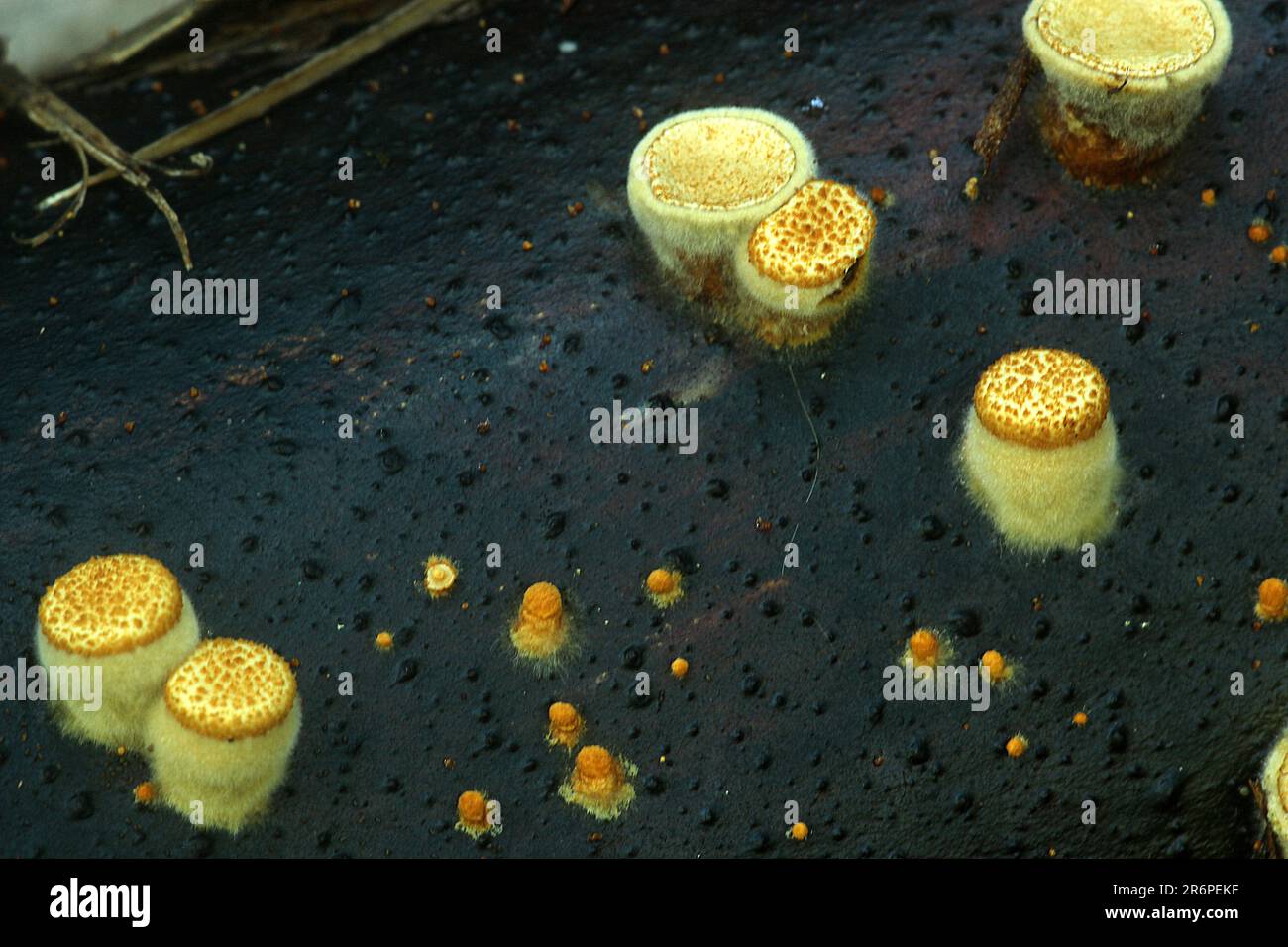 Vogelnistpilze (Crucibulum simile) Stockfoto