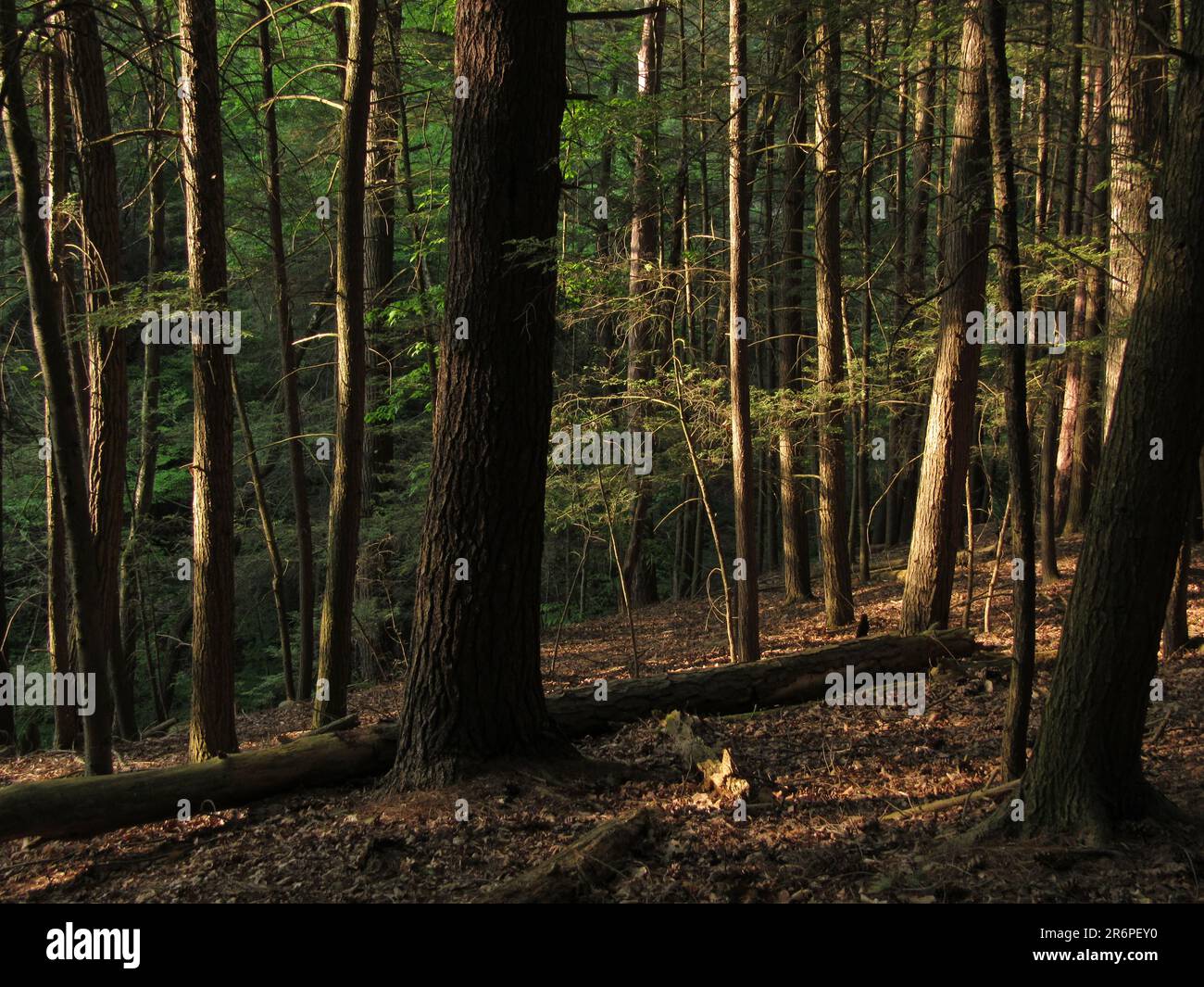 Im Watkins Glen State Park in Watkins Glen, New York, werden die Bäume von Sonnenlicht verzaubert. Stockfoto