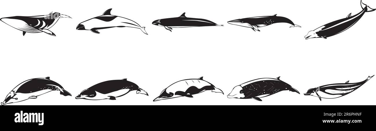 Sammlung von Glättvektor-EPS-Illustrationen verschiedener Haie Stock Vektor