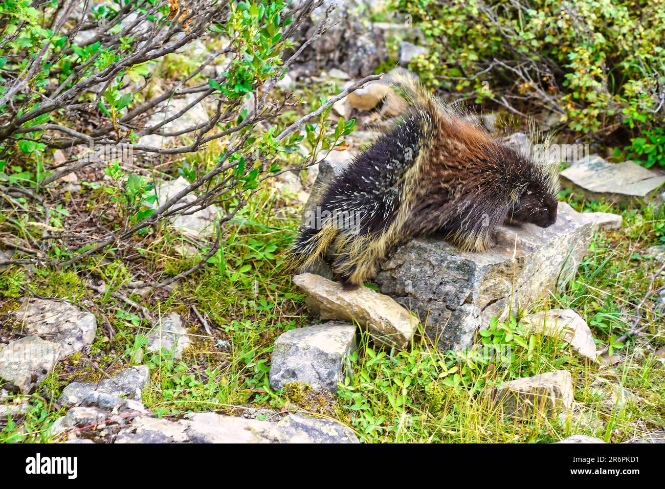 Ein kanadisches Stachelschwein oder Erethizon dorsatum in der Nähe des Lake Moraine in den Kanadischen Rocky Mountains Stockfoto