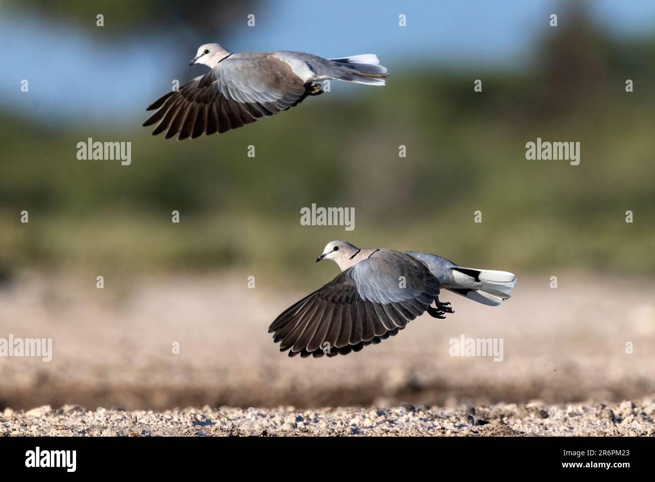 Ringkopftaube (Streptopelia capicola) oder Kapschildkrötentaube im Flug - Onkolo Hide, Onguma Game Reserve, Namibia, Afrika Stockfoto