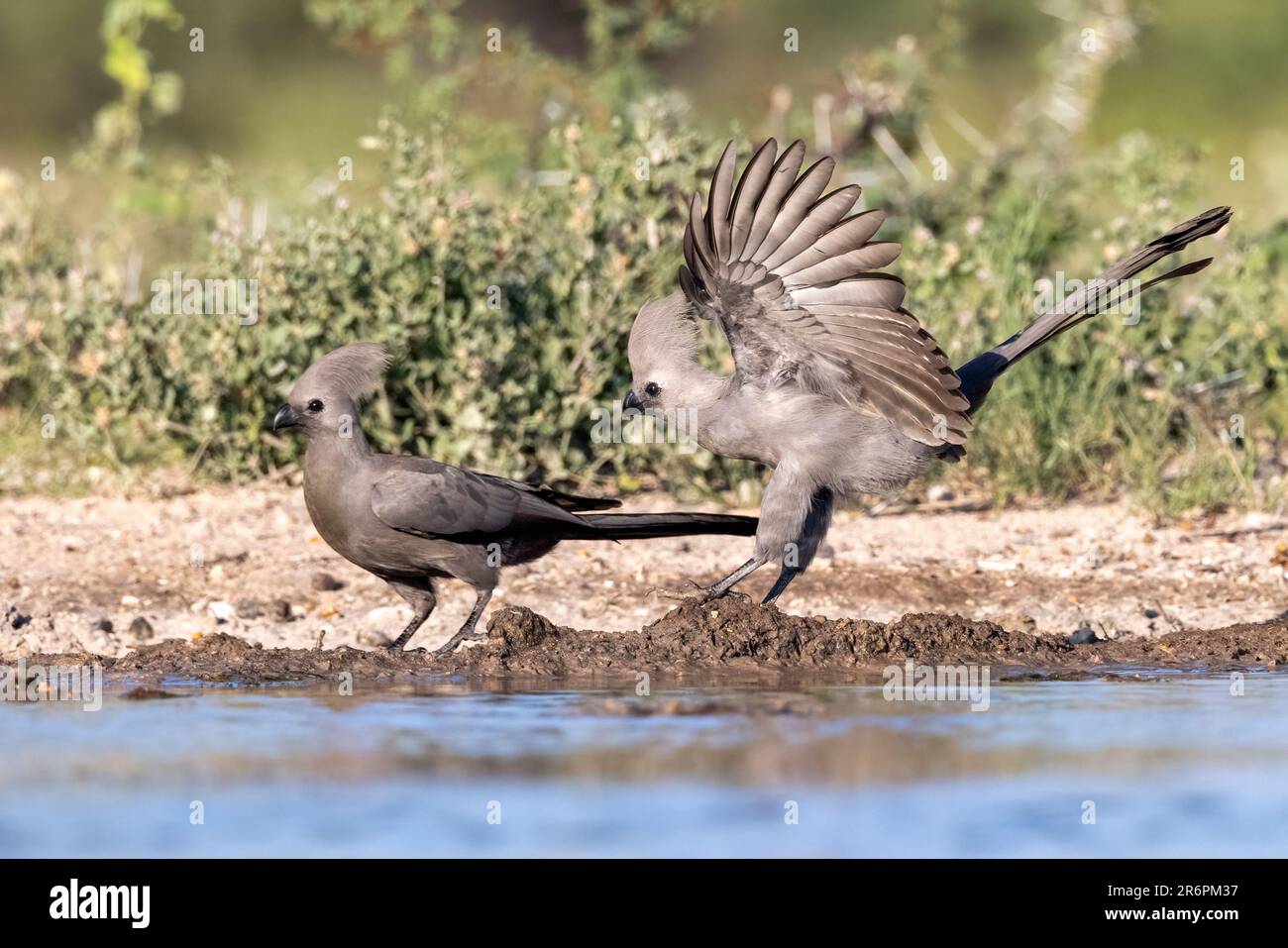 Graue Go-Away-Vögel (Corythaixoides concolor) am Rand des Wasserlochs – Onkolo Hide, Onguma Game Reserve, Namibia, Afrika Stockfoto