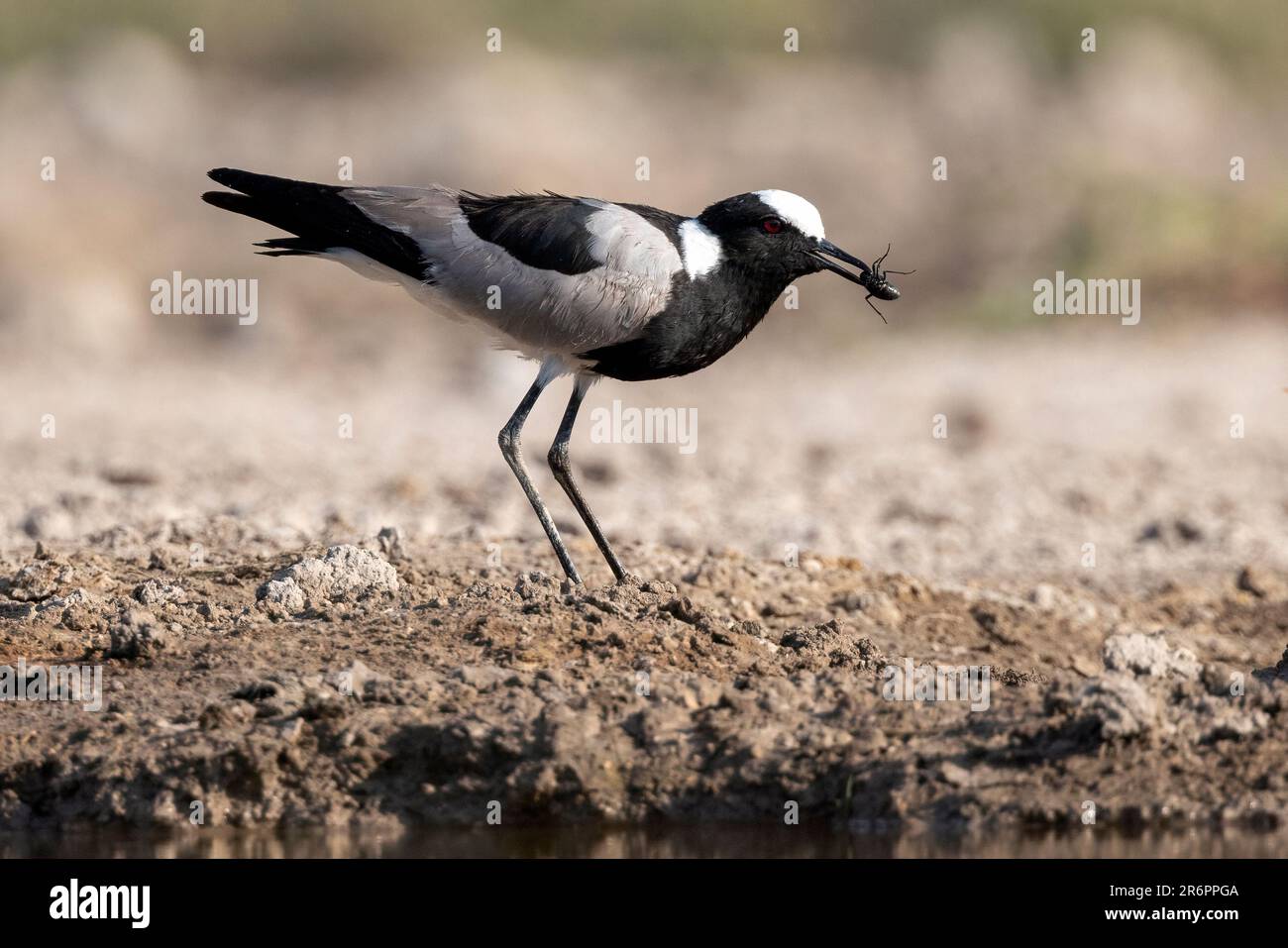 Hufschmied oder Hufschmied (Vanellus armatus) mit Beute - Onkolo Hide, Onguma Game Reserve, Namibia, Afrika Stockfoto