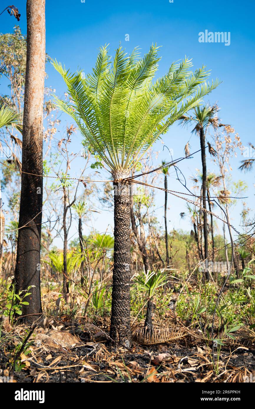 Ein Northern Territory Cycad weist in der Trockenzeit in seinem brandabhängigen Ökosystem ein wunderschönes neues grünes Wachstum auf. Stockfoto