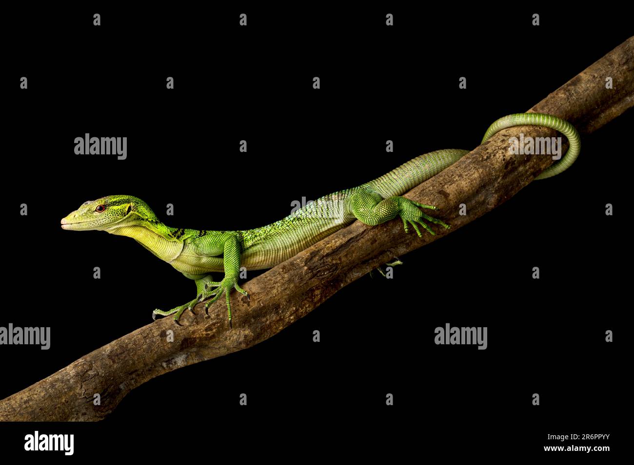 Emerald Tree Monitor (Varanus prasinus) am Ast. Stockfoto