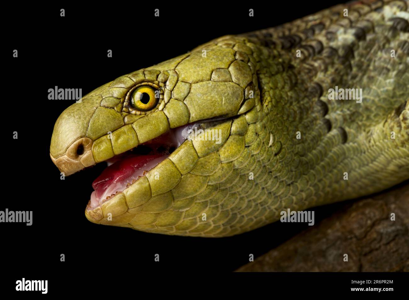 Salomonen-Skink oder Affenskink (Korsika zebrata) aus der Nähe. Stockfoto