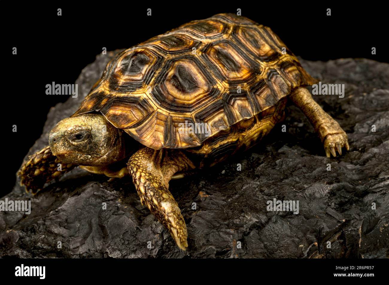 Spekes-Klappschildkröte (Kinixys spekii) Stockfoto