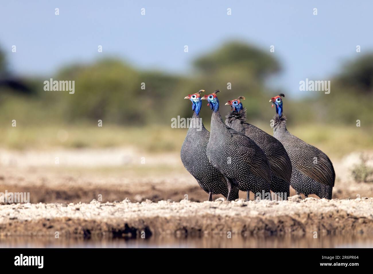 Helmguineafowl (Numida meleagris) – Onkolo Hide, Onguma Game Reserve, Namibia, Afrika Stockfoto