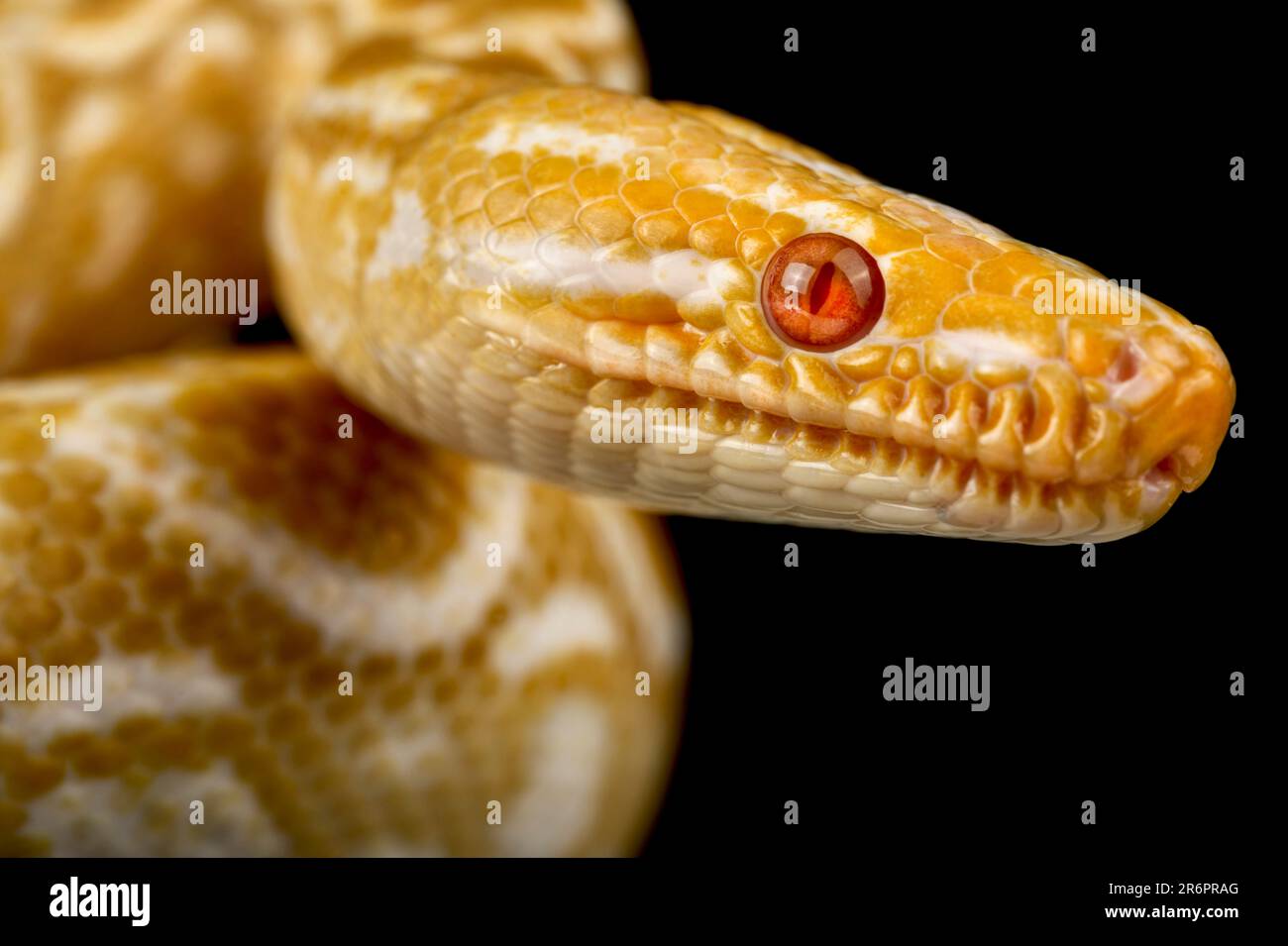 Albino-Regenbogenboa (Epicrates cenchria cenchria) Stockfoto