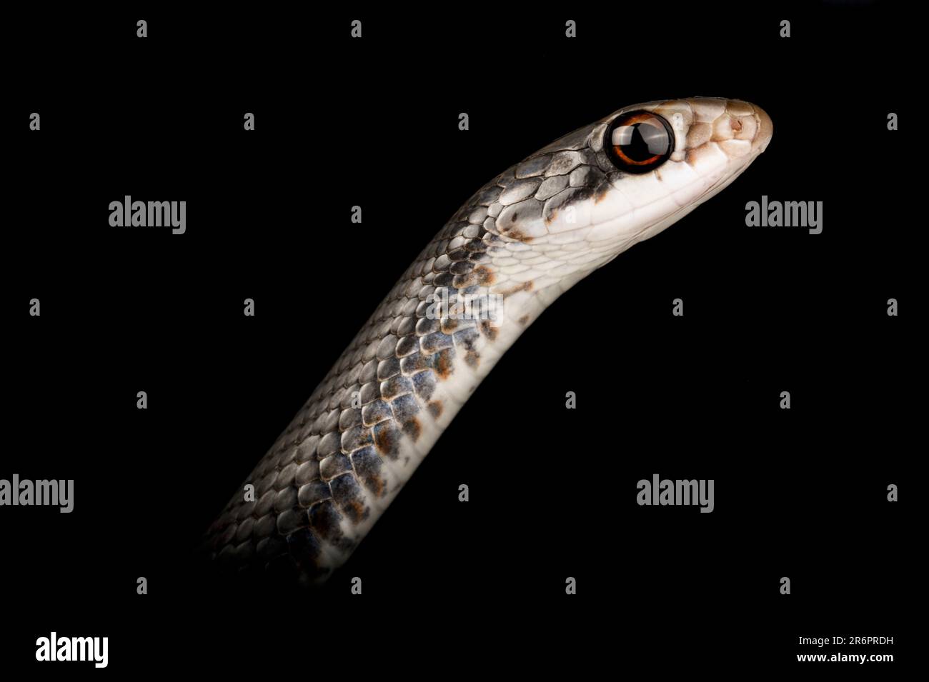 Nordamerikanischer Rennfahrer (Coluber constrictor) Stockfoto