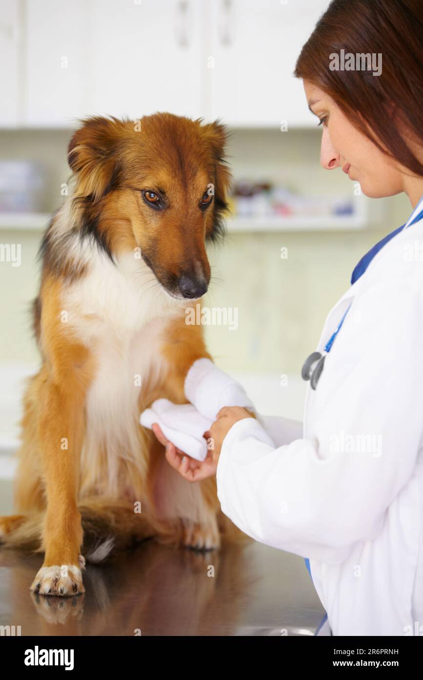 Tierarzt, Verband oder Hund in der Tierklinik bei einer medizinischen Notfallinspektion oder Unfall. Arzt, helfendes oder verletztes raues Collie Haustier oder Stockfoto