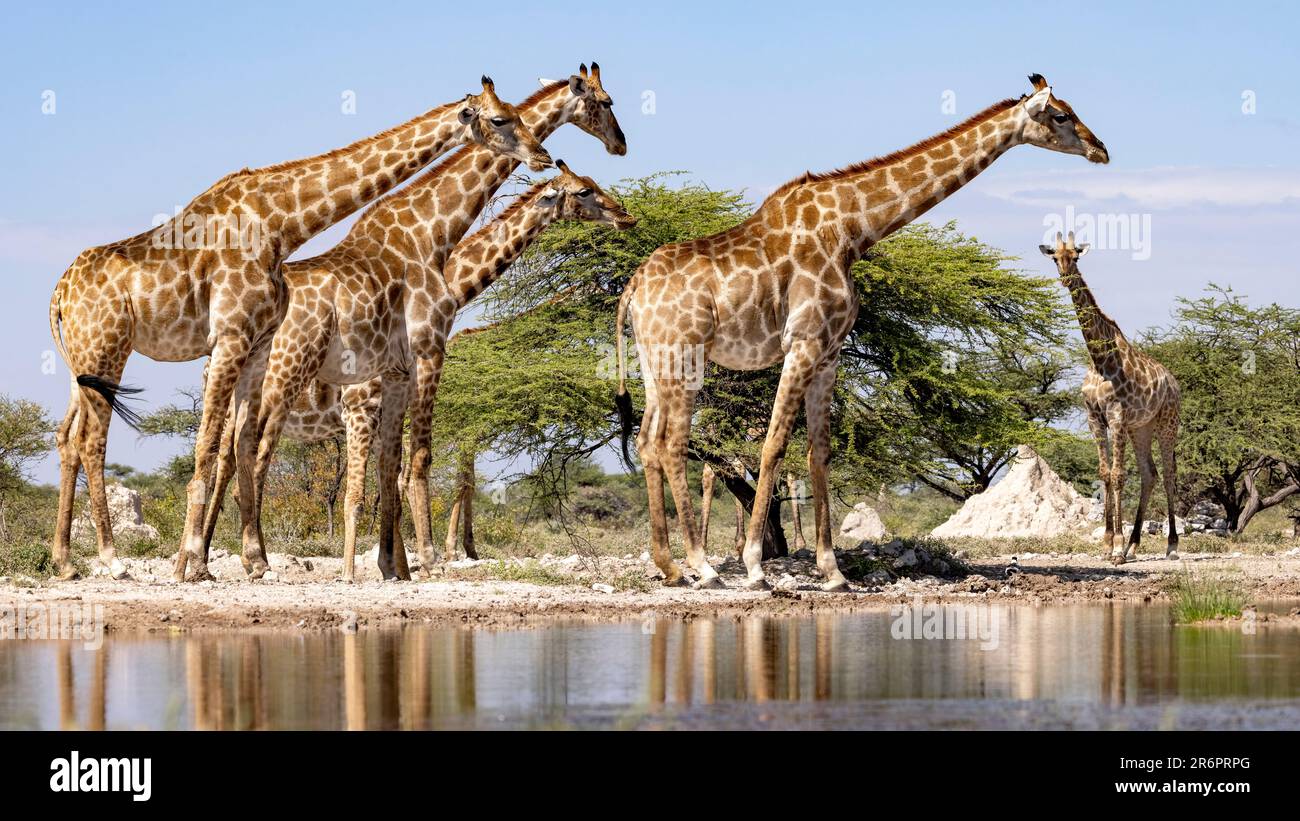 Gruppe von Giraffen am Wasserloch im Onkolo Hide, Onguma Wildreservat, Namibia, Afrika Stockfoto