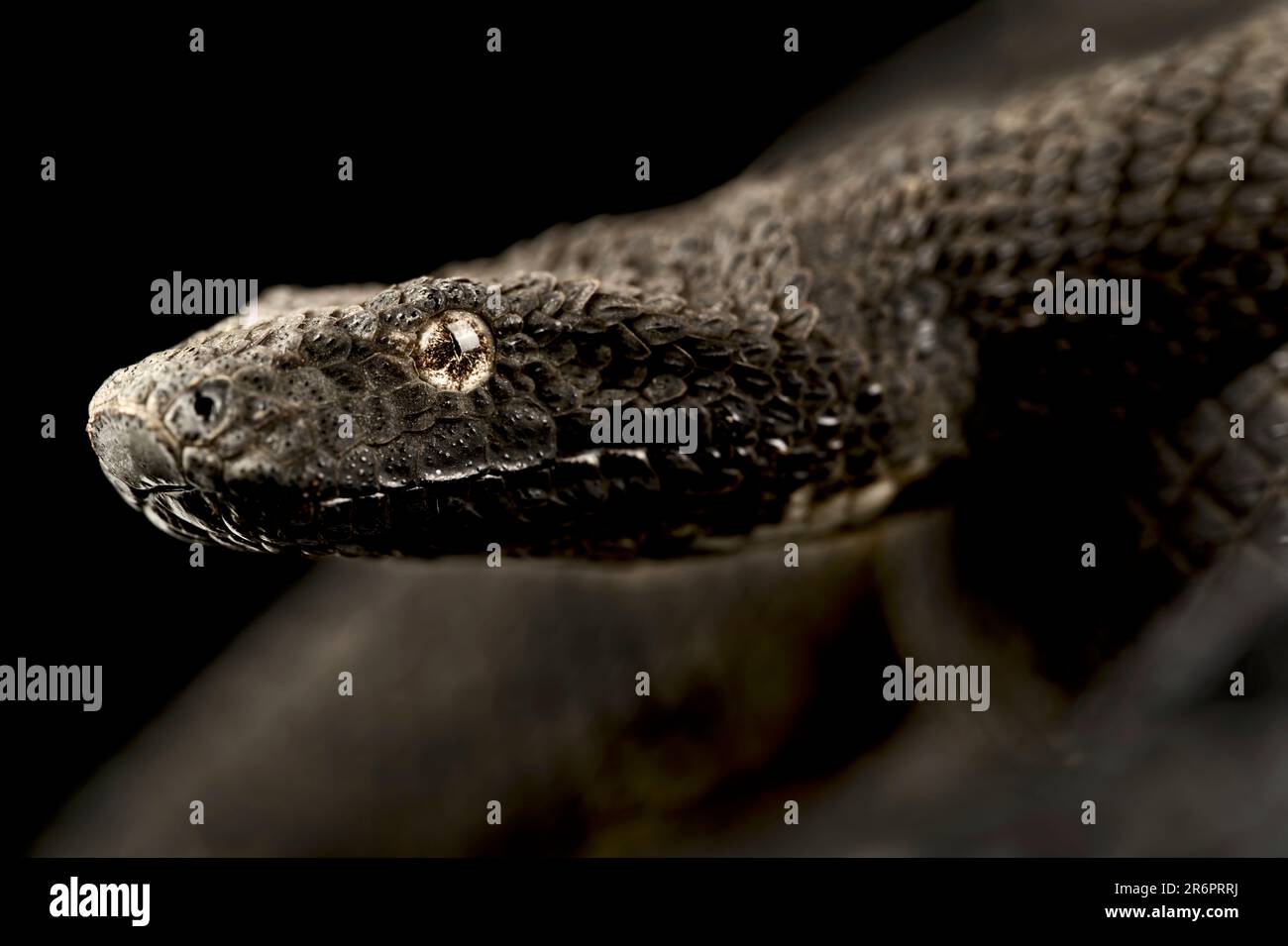 Neuseeland-Viper-Boa (Candoia aspera) Stockfoto