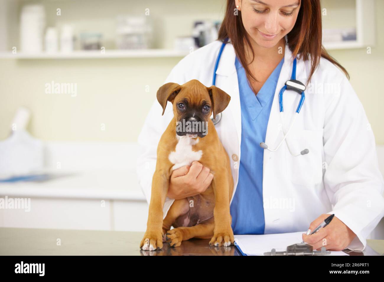 Arzt, Schreib- oder krankes Hündchen in der Tierklinik für tiermedizinische Kontrolle oder Verschreibung. Tierarzt, Geschichte oder Boxer Haustier oder Stockfoto