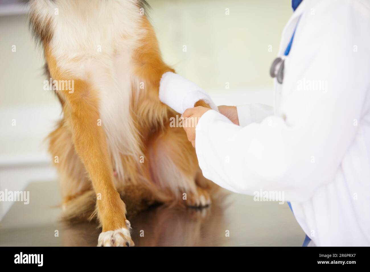 Hände von Tierarzt, Verband oder Hund in der Tierklinik bei einer medizinischen Notfallinspektion oder Unfall. Arzt, helfendes oder verletztes Haustier in Stockfoto