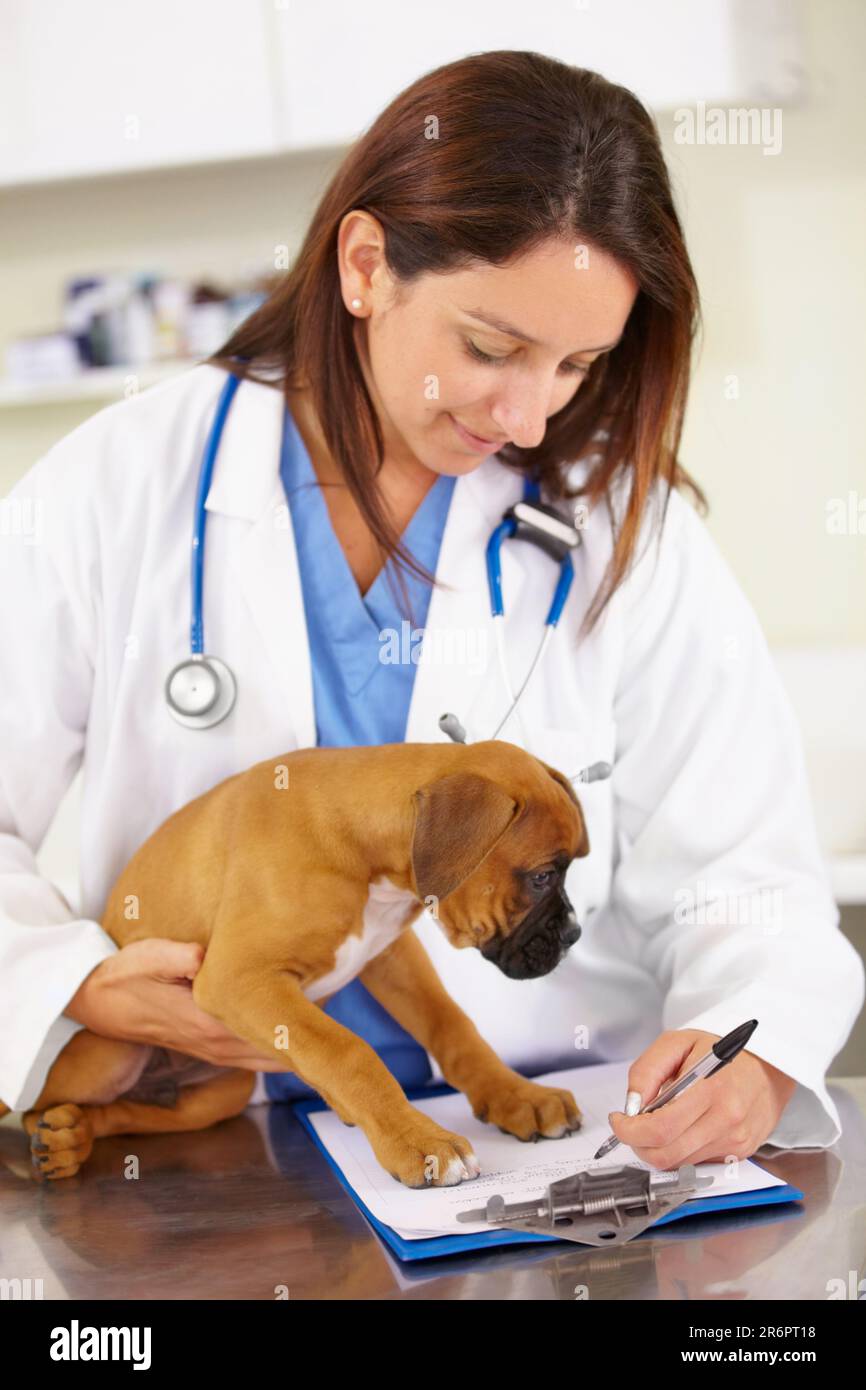 Tierarzt, Schreib- oder krankes Hündchen an der Tierklinik für Tiergesundheits-Kontrollstelle. Arzt, Geschichte oder Boxer-Tier oder Rettungshund Stockfoto