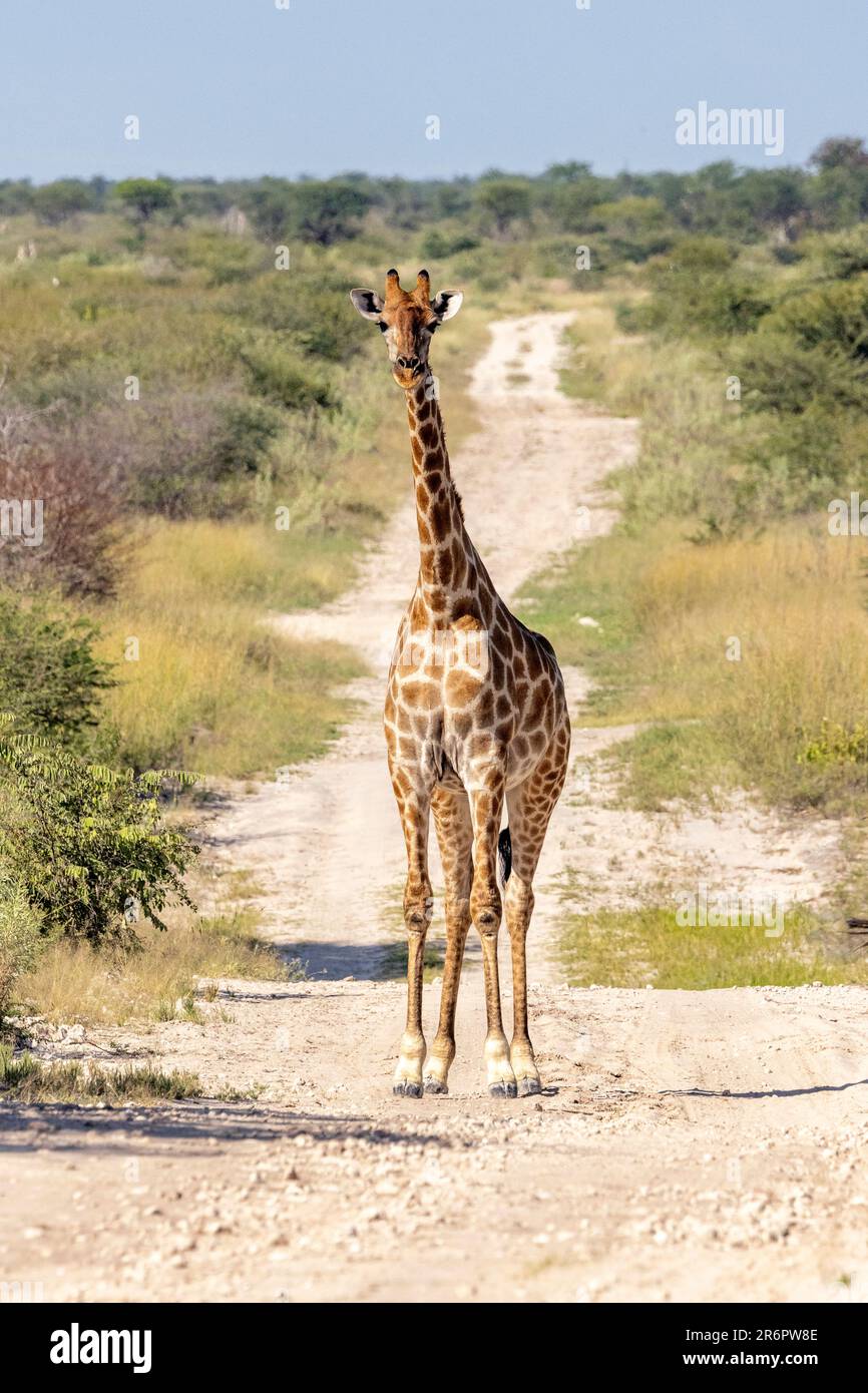 Giraffe auf der Straße im Onguma Game Reserve, Namibia, Afrika Stockfoto