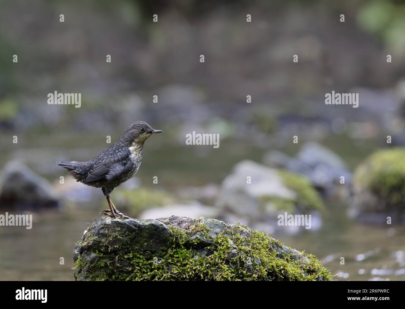 Dipper (Cinclus cinclus) Juvenile Bird on mossy Rock in River Stockfoto