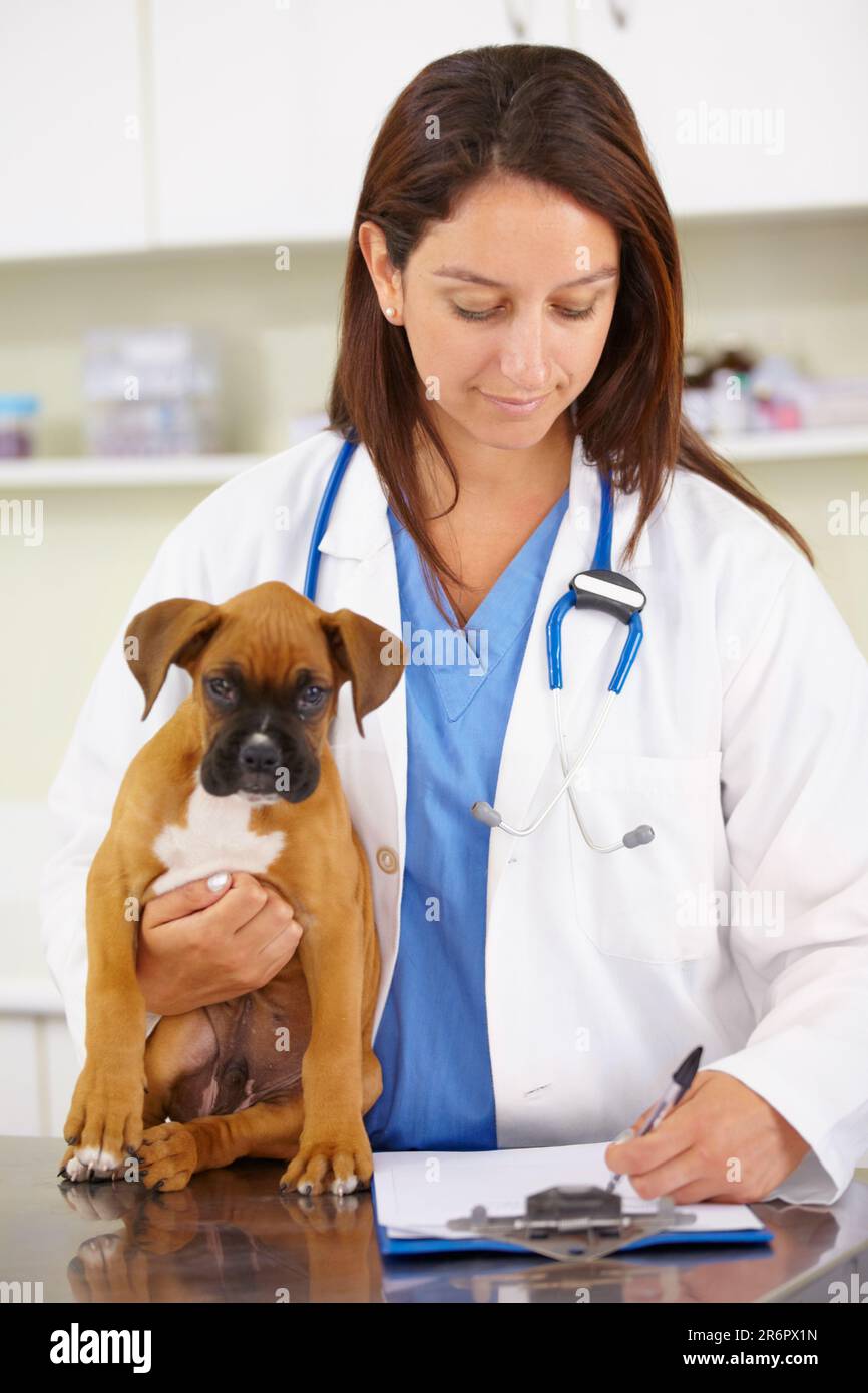 Arzt, Schreibkraft oder Hund in der Tierklinik für die tiermedizinische Kontrolle oder Verschreibung. Tierarzt, Geschichte oder krankes Boxer Haustier oder Stockfoto
