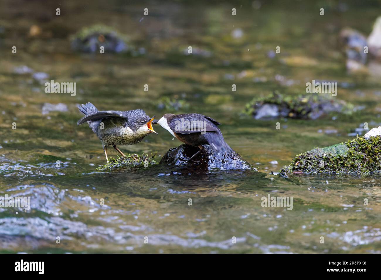 Dipper (Cinclus cinclus) Juvenile Vogel wird auf einem Felsen im Fluss gefüttert Stockfoto