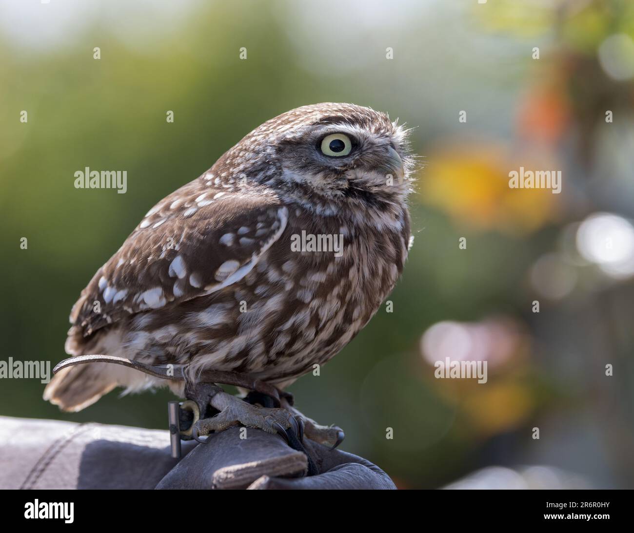 Little Owl (Athene Noctua) mit Handschuhen und Bokeh-Highlights im Hintergrund Stockfoto