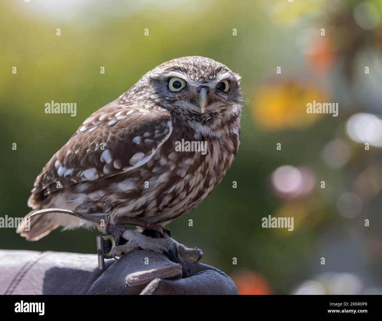 Little Owl (Athene Noctua) mit Handschuhen und Bokeh-Highlights im Hintergrund Stockfoto