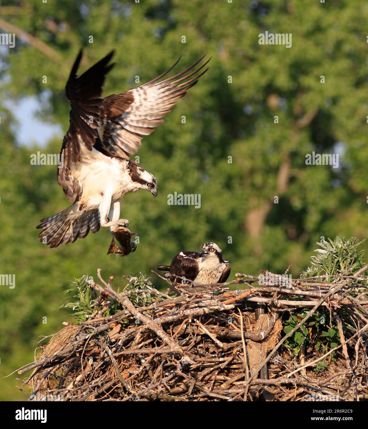 Osprey landet im Nest, Quebec, Kanada Stockfoto