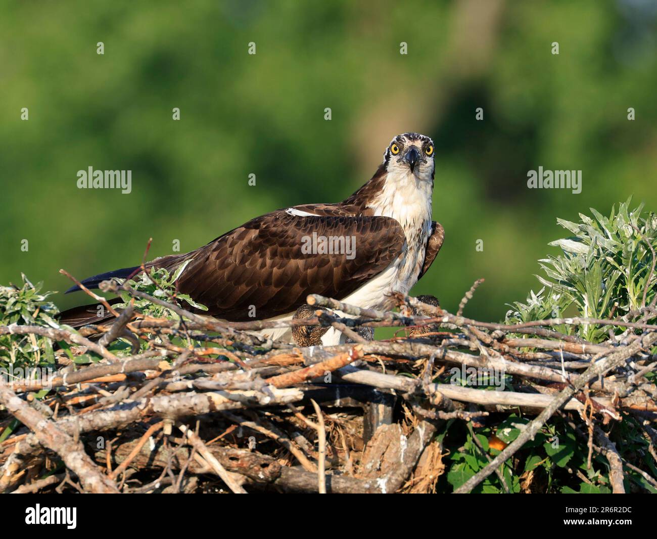 Osprey im Nest, Quebec, Kanada Stockfoto