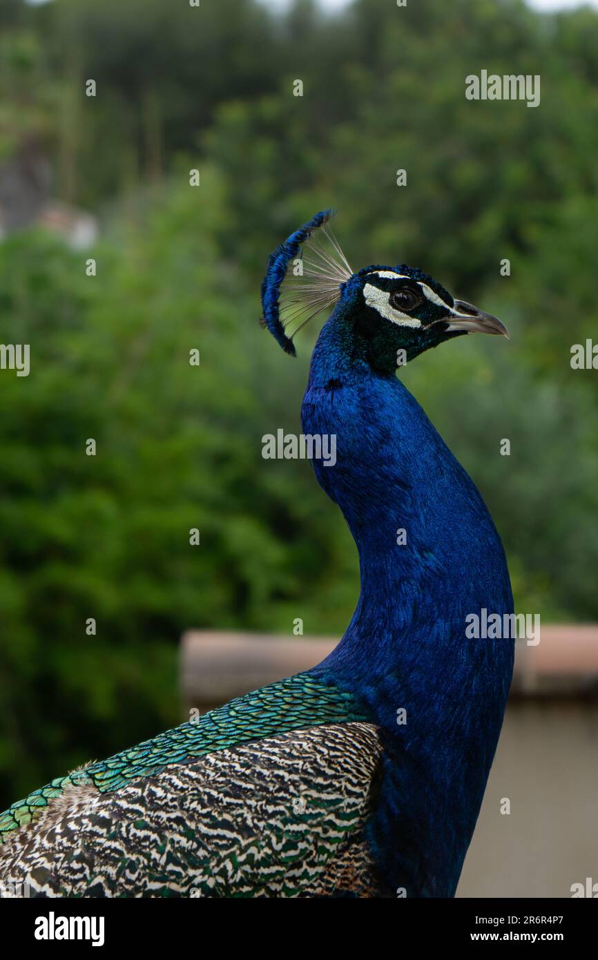 Pfau Stockfoto