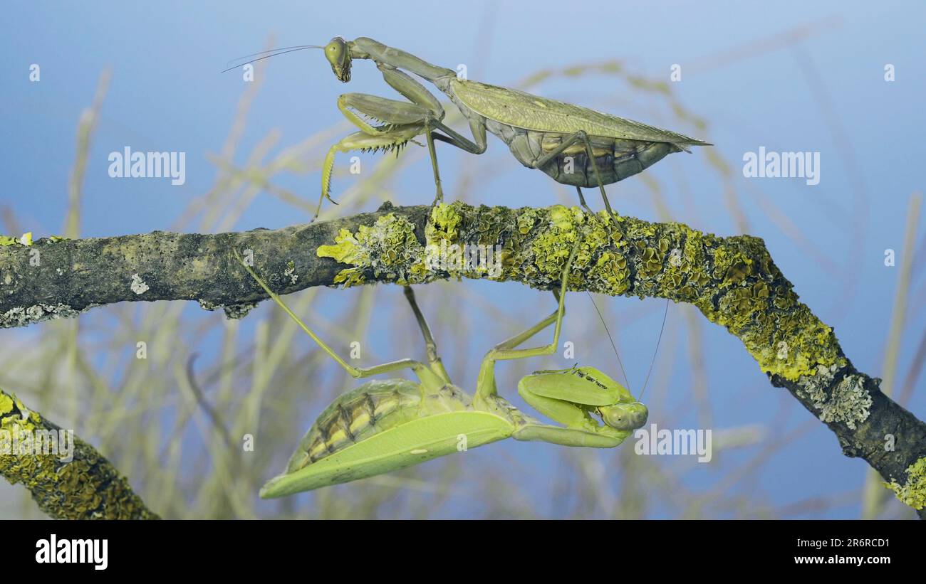 Eine große weibliche Gottesanbeterin geht unter einen Ast, auf dem eine andere Frau sitzt und sie ansieht. Die transkaukasische Baummantis (Hierodula transcaucasica Stockfoto