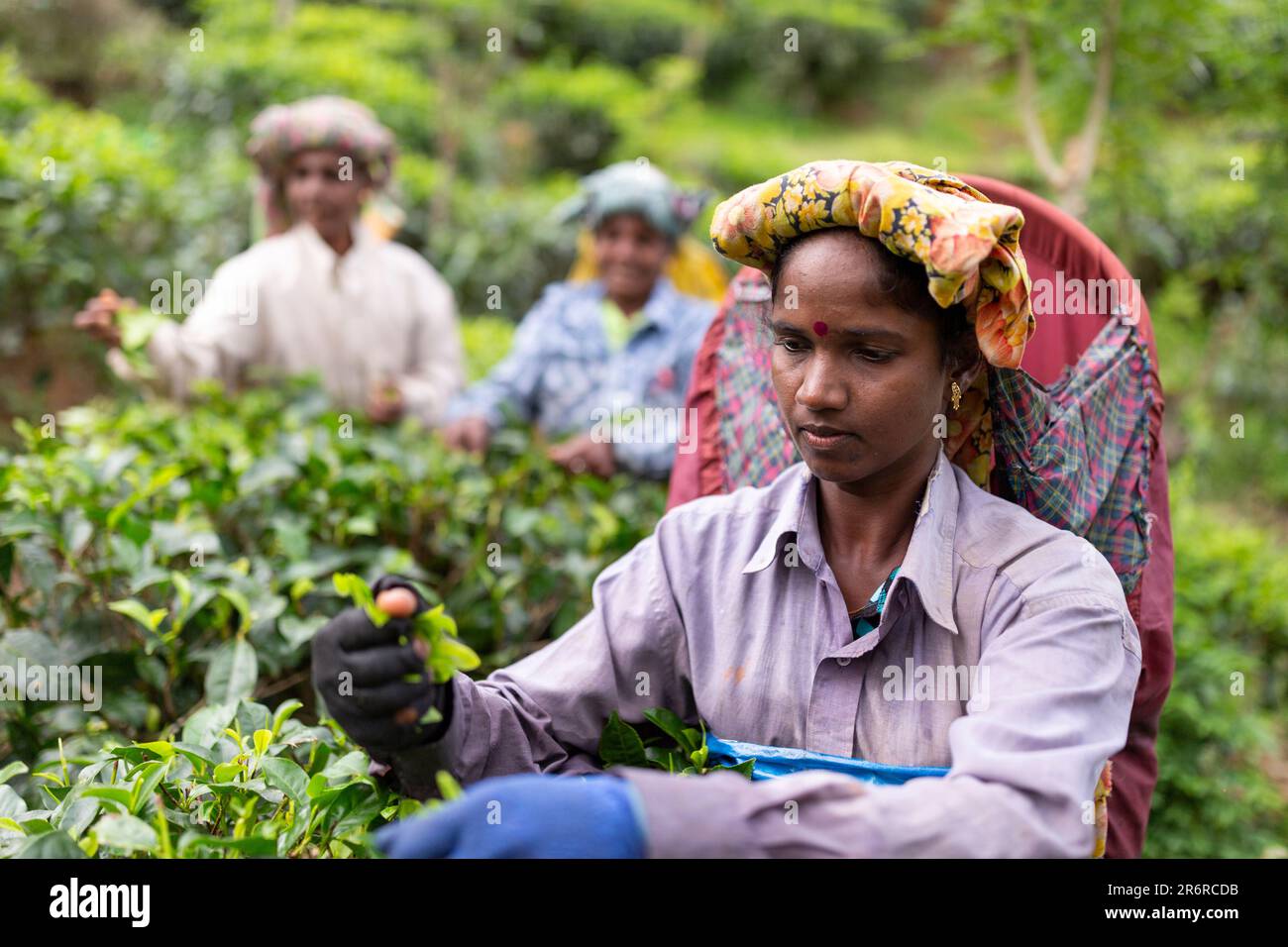 Teepflücker, Udugama, Sri Lanka. Stockfoto